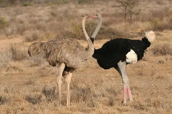 7-Day Serengeti, Ngorongoro & Lake Manyara Safari